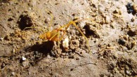 Male specimen of Iandumoema smeagol foraging in its natural habitat. Image credit: Ricardo Pinto-da-Rocha et al.