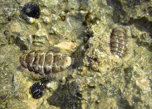 Two West Indian fuzzy chitons (Acanthopleura granulata). Image credit: Hans Hillewaert / CC BY-SA 4.0.