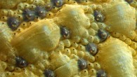 Close-up image of the shell of the West Indian fuzzy chiton (Acanthopleura granulata) shows the two kinds of sensory organs that cover the shell surface: the eyes are the dark bumps with shiny centers; the exact function of other sensory organs called aesthetes - small bumps with black centers - is not yet known. Image credit: Ling Li et al.