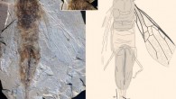 Ypresiosirex orthosemos, photographs and drawing; abbreviations: cr - cornus, an – anus. Scale bar - 1 cm. Image credit: S. Bruce Archibald / Alexandr P. Rasnitsyn.