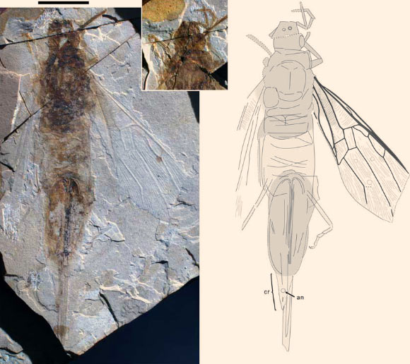 Ypresiosirex orthosemos, photographs and drawing; abbreviations: cr - cornus, an – anus. Scale bar - 1 cm. Image credit: S. Bruce Archibald / Alexandr P. Rasnitsyn.