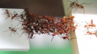 Army ants form collective assemblages out of their bodies to perform a variety of functions that benefit the entire colony. Image credit: Chris R. Reid.