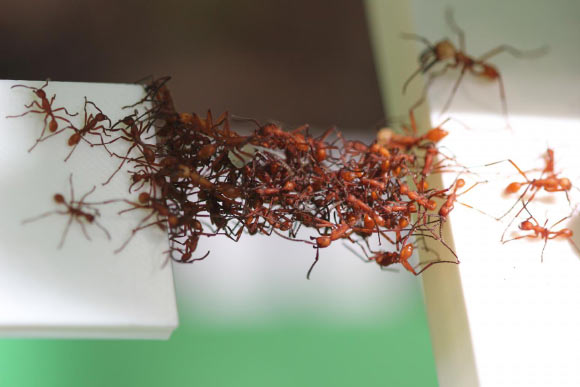 Army ants form collective assemblages out of their bodies to perform a variety of functions that benefit the entire colony. Image credit: Chris R. Reid.