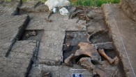 Panoramic view of the elephant bones; the plaster-jacket in the background covers the skull of the straight-tusked elephant (Elephas antiquus). Scale – 50 cm. Image credit: Eleni Panagopoulou et al.