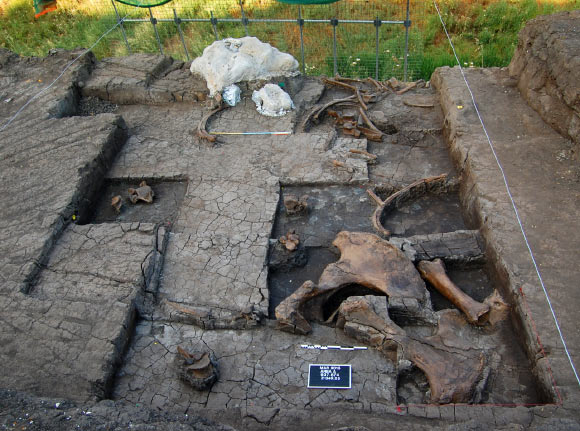 Panoramic view of the elephant bones; the plaster-jacket in the background covers the skull of the straight-tusked elephant (Elephas antiquus). Scale – 50 cm. Image credit: Eleni Panagopoulou et al.