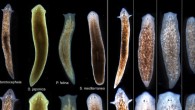 Scientists induced Girardia dorotocephala planarian to grow heads and brains characteristic of Schmidtea mediterranea, Dugesia japonica, and Polycelis feline without altering genomic sequence. Examples of the outcomes can be seen in the right row of the image. Image credit: Tufts University.