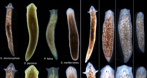 Scientists induced Girardia dorotocephala planarian to grow heads and brains characteristic of Schmidtea mediterranea, Dugesia japonica, and Polycelis feline without altering genomic sequence. Examples of the outcomes can be seen in the right row of the image. Image credit: Tufts University.