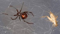 Southern black widow spider (Latrodectus mactans) with its prey house cricket (Acheta domesticus) trapped in spider web. Image credit: Scott Camazine, doi: 10.1371/journal.pone.0142503.g001.