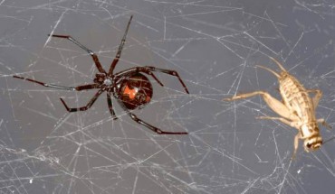 Southern black widow spider (Latrodectus mactans) with its prey house cricket (Acheta domesticus) trapped in spider web. Image credit: Scott Camazine, doi: 10.1371/journal.pone.0142503.g001.