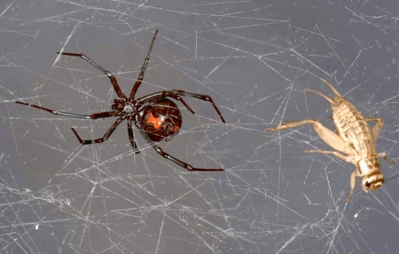 Southern black widow spider (Latrodectus mactans) with its prey house cricket (Acheta domesticus) trapped in spider web. Image credit: Scott Camazine, doi: 10.1371/journal.pone.0142503.g001.