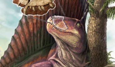 Dimetrodon borealis is shown with an overlay of the ‘Bathygnathus’ fossil from Prince Edward Island, with a Walchia tree in the background - a common fossil found on the island. Dimetrodon borealis lived about 285 million years ago during the Artinskian stage of Permian. Image credit: Danielle Dufault.