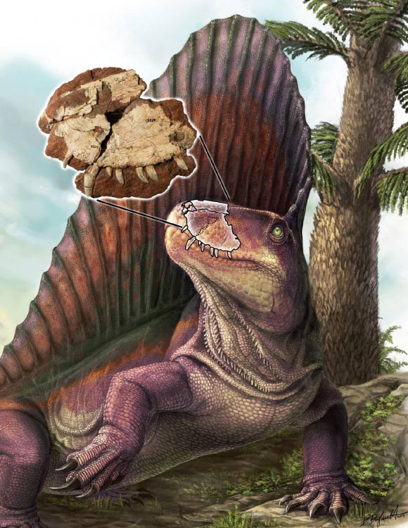 Dimetrodon borealis is shown with an overlay of the ‘Bathygnathus’ fossil from Prince Edward Island, with a Walchia tree in the background - a common fossil found on the island. Dimetrodon borealis lived about 285 million years ago during the Artinskian stage of Permian. Image credit: Danielle Dufault.