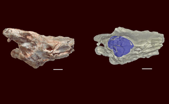 The braincase and inner ear of Dinilysia patagonica. Left: braincase of D. patagonica, showing the right otic region in lateral view. Right: X-ray CT model of the fossil, with the inner ear highlighted in blue. Scale bars - 5 mm. Image credit: Hongyu Yi / Mark A. Norell.