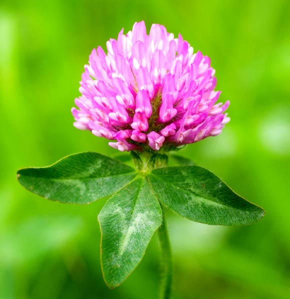 The red clover (Trifolium pratense). Image credit: Masaki Ikeda / CC BY-SA 3.0.