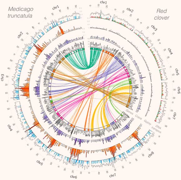 Structure of the red clover genome and synteny with the genome of the barrel clover (Medicago truncatula). Image credit: Jose J. De Vega et al.