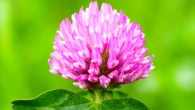 The red clover (Trifolium pratense). Image credit: Masaki Ikeda / CC BY-SA 3.0.