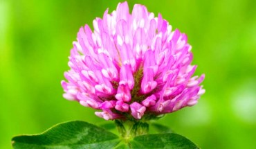 The red clover (Trifolium pratense). Image credit: Masaki Ikeda / CC BY-SA 3.0.