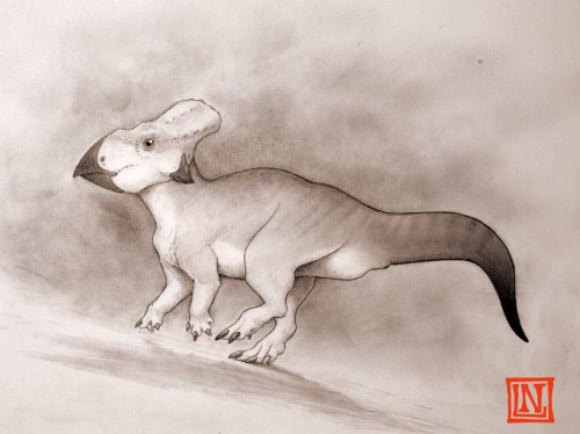 The Black Creek horned dinosaur was about the size of a large dog. Image credit: Nicholas Longrich / University of Bath.