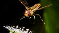 This image shows a syrphid fly, a common non-bee crop pollinator. Image credit: Tobias Smith.