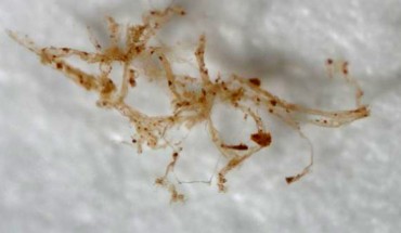 Blood vessels from the demineralized Brachylophosaurus canadensis bone. Image credit: M. Schweitzer, North Carolina State University.