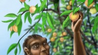 Homo erectus may have enjoyed Prunus kunmingensis peaches. Image credit: Rebecca Wilf.