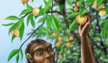 Homo erectus may have enjoyed Prunus kunmingensis peaches. Image credit: Rebecca Wilf.