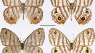 The Attenborough’s black-eyed satyr (Euptychia attenboroughi): male (upper row) and female. Scale bars – 1 cm. Image credit: Andrew Neild / Trustees of the Natural History Museum, London.