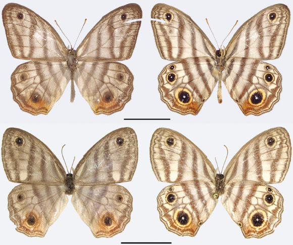 The Attenborough’s black-eyed satyr (Euptychia attenboroughi): male (upper row) and female. Scale bars – 1 cm. Image credit: Andrew Neild / Trustees of the Natural History Museum, London.