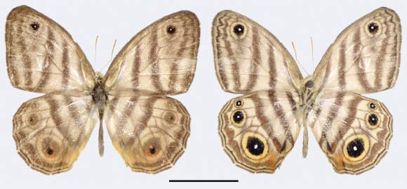 Euptychia sophiae, male. Scale bar – 1 cm. Image credit: Thamara Zacca.