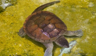 Reconstruction of Xiaochelys ningchengensis in its freshwater environment, preying on a small fish called Lycoptera. Image credit: W.S. Wang.