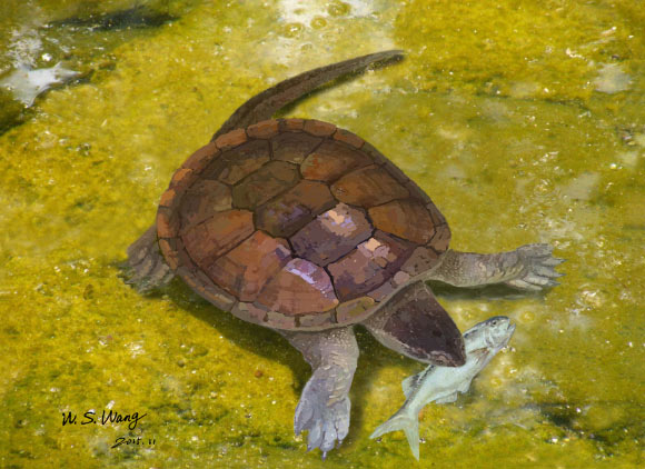 Reconstruction of Xiaochelys ningchengensis in its freshwater environment, preying on a small fish called Lycoptera. Image credit: W.S. Wang.