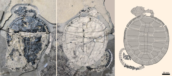 Xiaochelys ningchengensis: positive and negative impressions preserved in the layers of stone, and an illustration of the skeleton (right). Image credit: Chang-Fu Zhou.