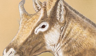 Life reconstruction of the head of Xenokeryx amidalae; adult male based on the fossils from La Retama. Image credit: Israel Sánchez.