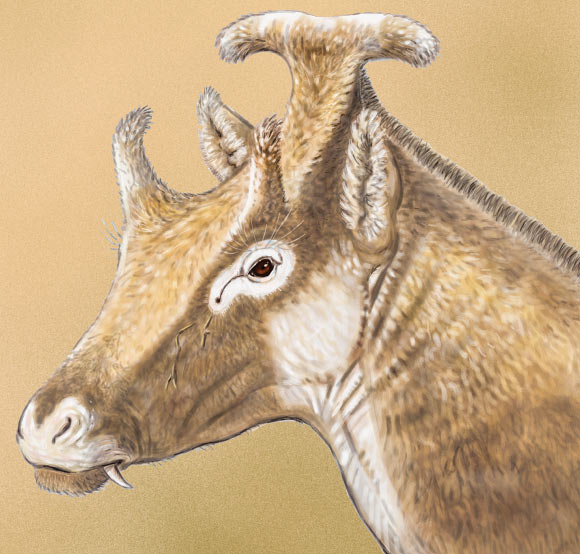 Life reconstruction of the head of Xenokeryx amidalae; adult male based on the fossils from La Retama. Image credit: Israel Sánchez.