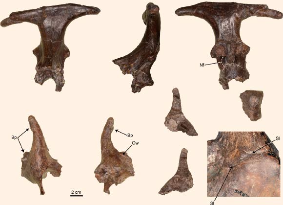 Cranial remains of Xenokeryx amidalae. Abbreviations: Bp - bumps; Nf - nuchal fossa; Ow - ossicone ‘wing’; Sl - suture line between ossicone and frontal bone. Image credit: Israel Sánchez.