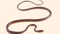 Synophis zaheri. Image credit: Pyron R.A. et al.