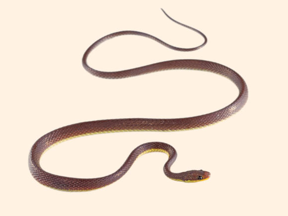 Synophis zaheri. Image credit: Pyron R.A. et al.