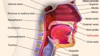 Upper respiratory system, with soft palate labeled near center. Image credit: BruceBlaus / CC BY 3.0.