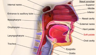 Upper respiratory system, with soft palate labeled near center. Image credit: BruceBlaus / CC BY 3.0.