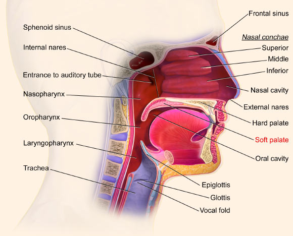 Upper respiratory system, with soft palate labeled near center. Image credit: BruceBlaus / CC BY 3.0.