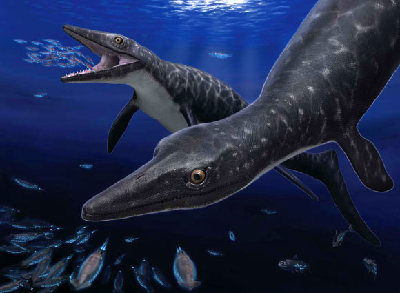 Life restoration of Phosphorosaurus ponpetelegans, with a pair ambushing coleoid cephalopods at night. Image credit: Tatsuya Shinmura / Ashoro Museum of Paleontology / Trustees of the Natural History Museum, London.