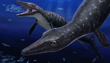 Life restoration of Phosphorosaurus ponpetelegans, with a pair ambushing coleoid cephalopods at night. Image credit: Tatsuya Shinmura / Ashoro Museum of Paleontology / Trustees of the Natural History Museum, London.