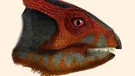 Life restoration of Hualianceratops wucaiwanensis. Image credit: Portia Sloan Rollings.