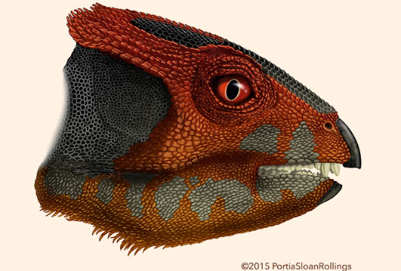 Life restoration of Hualianceratops wucaiwanensis. Image credit: Portia Sloan Rollings.