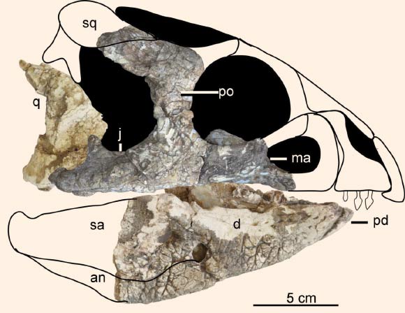 This is the reconstructed skull of Hualianceratops wucaiwanensis; abbreviations: an - angular; d - dentary; j - jugal; ma - maxilla; pd - predentary; po - postorbital; q - quadrate; sa - surangular; sq – squamosal. Image credit: Han F. et al.