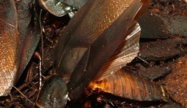 A courting male Cuban burrowing cockroach (Byrsotria fumigata) performing a full wing raise. Image credit: Sophie Mowles / Natalie Jepson.