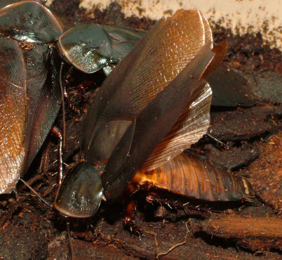 A courting male Cuban burrowing cockroach (Byrsotria fumigata) performing a full wing raise. Image credit: Sophie Mowles / Natalie Jepson.