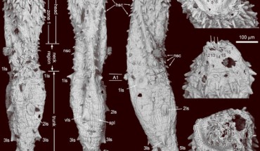 SEM images of Eokinorhynchus rarus. Abbreviations: A1-A20 - 1st to 20th trunk annulus; an - anus; cs - caudal spine; hsc - head scalid; ls - large sclerite; 1ls-5ls - 1st to 5th pair of large sclerites; mg - midgut; nsc - neck scalid; spl - small plate; ss - small spine; vls - ventral large sclerite. Image credit: Huaqiao Zhang et al.