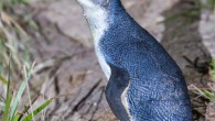 The Australian little penguin (Eudyptula novaehollandia), Bruny Island, Tasmania, Australia. Image credit: J.J. Harrison / CC BY-SA 3.0.