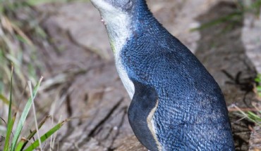 The Australian little penguin (Eudyptula novaehollandia), Bruny Island, Tasmania, Australia. Image credit: J.J. Harrison / CC BY-SA 3.0.